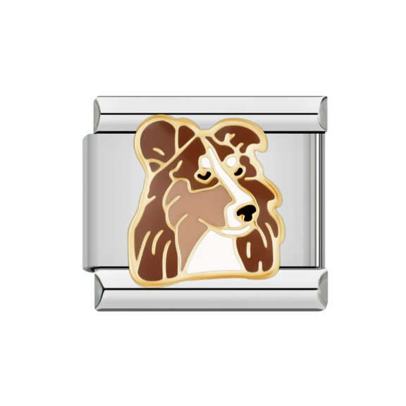 Rough Collie
